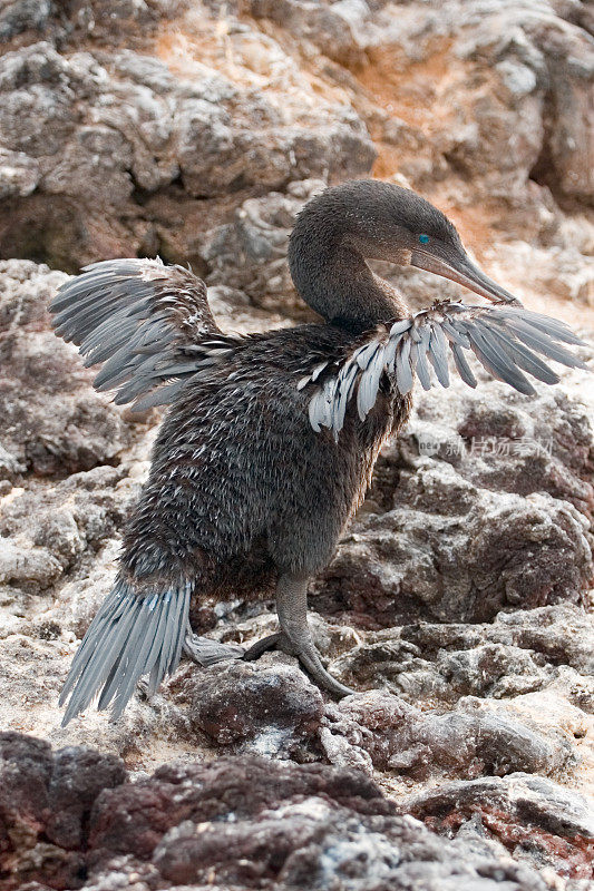 不会飞的鸬鹚(Phalacrocorax harris)